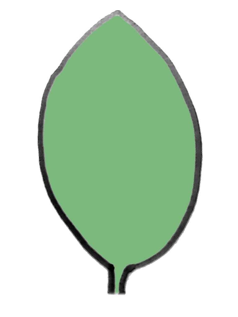 単葉(不分裂葉)