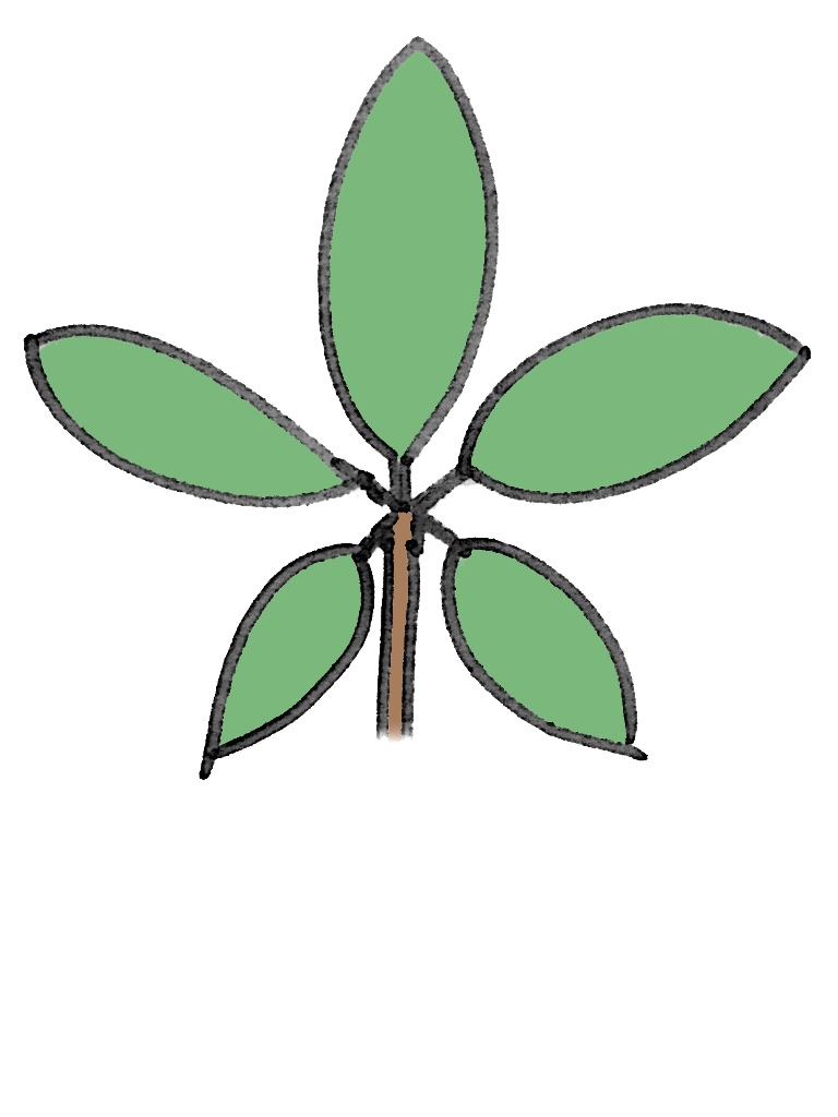 掌状複葉(しょうじょうふくよう)