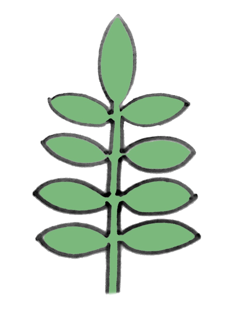 奇数羽状複葉(きすううじょうふくよう)