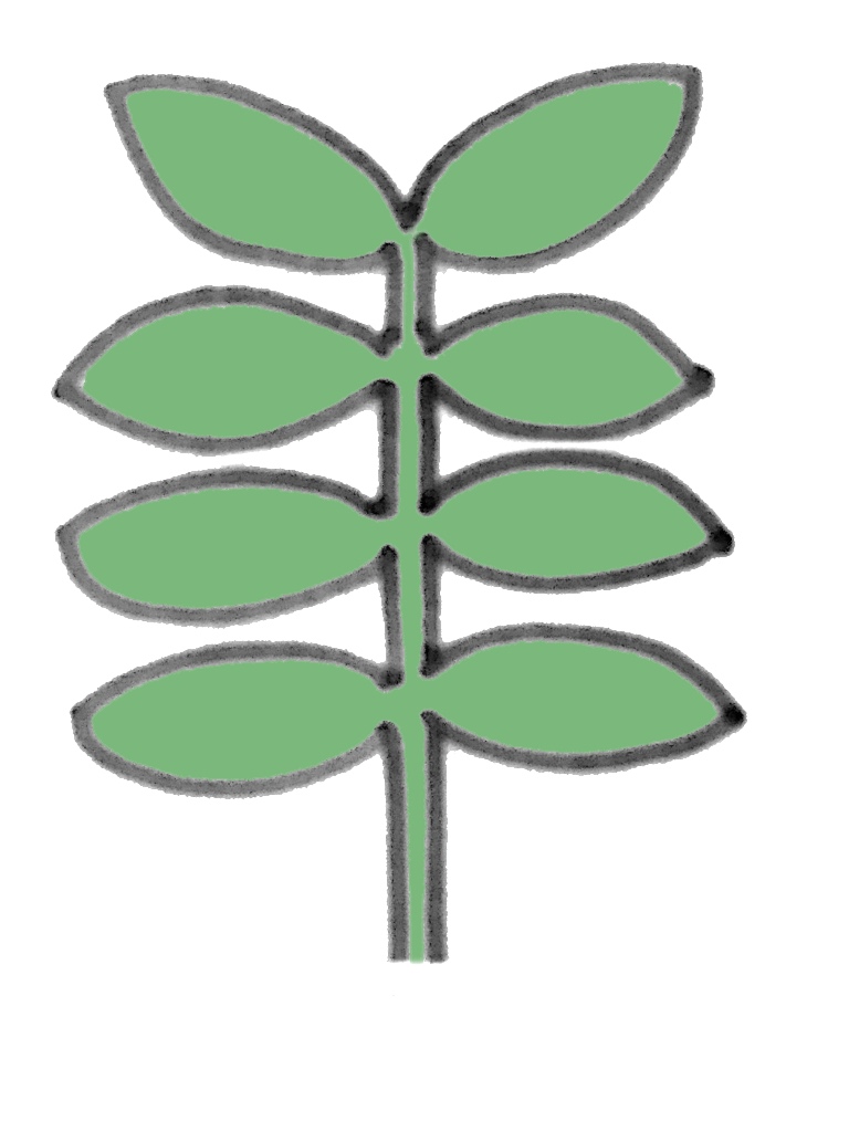 偶数羽状複葉(ぐうすううじょうふくよう)