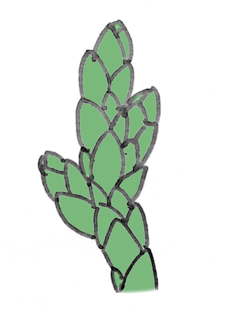 鱗状葉(りんじょうよう)