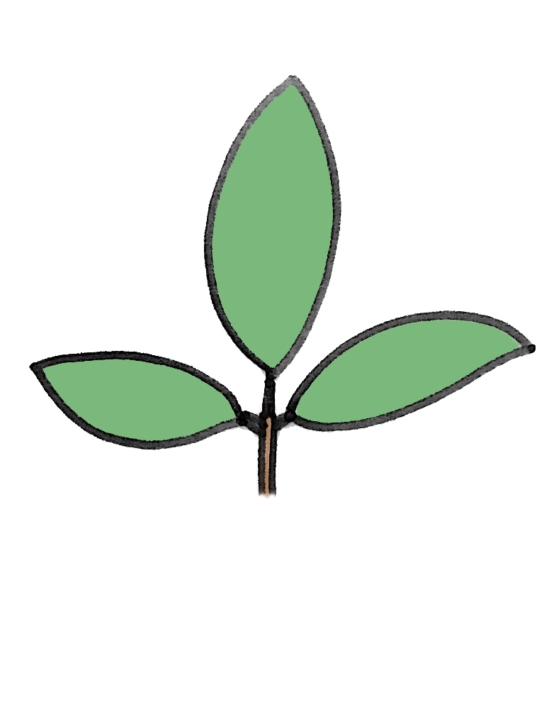 3出複葉(さんしゅつふくよう)