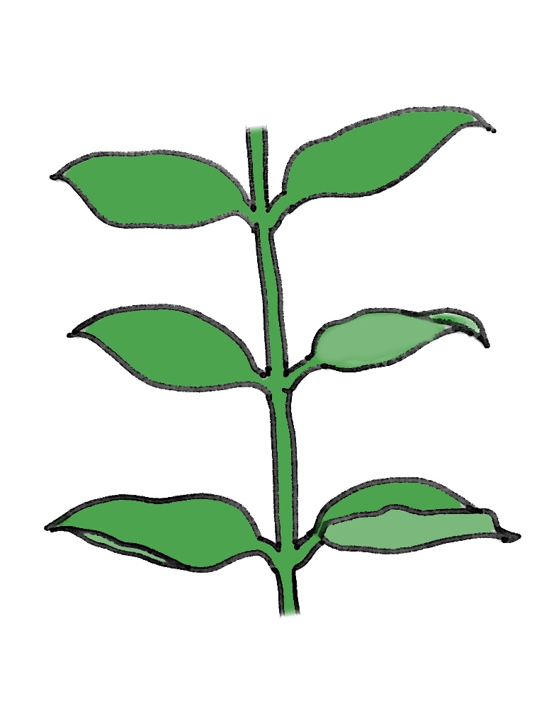 対生(たいせい)