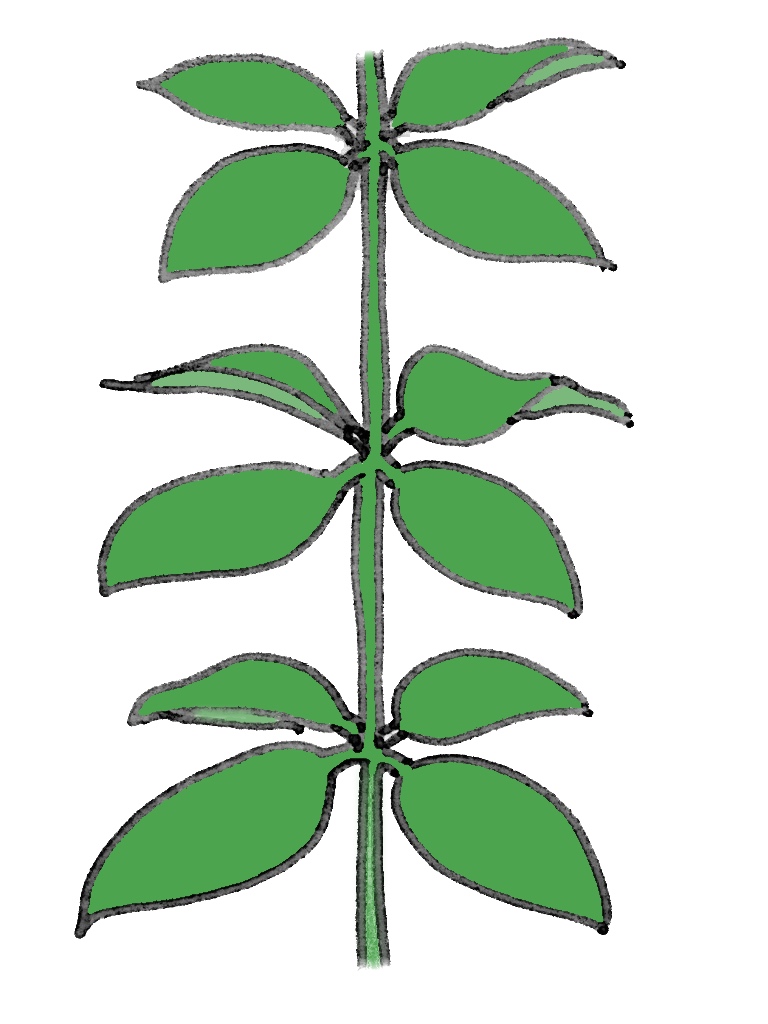 輪生(りんせい)