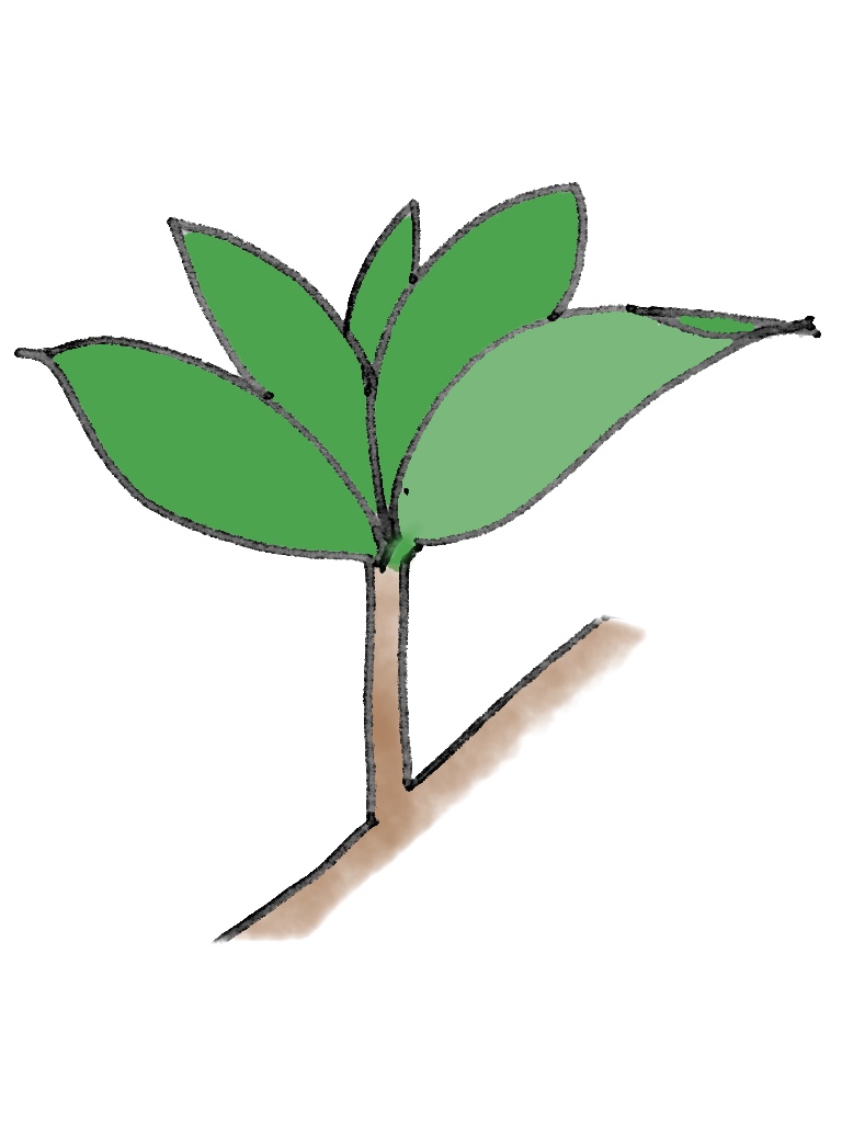 束生(そくせい)